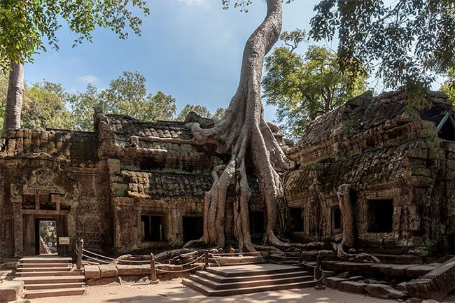 Cây cối hòa với kiến trúc tại ngôi đền cổ ở Campuchia, nơi từng bấm máy "Tomb Rider"