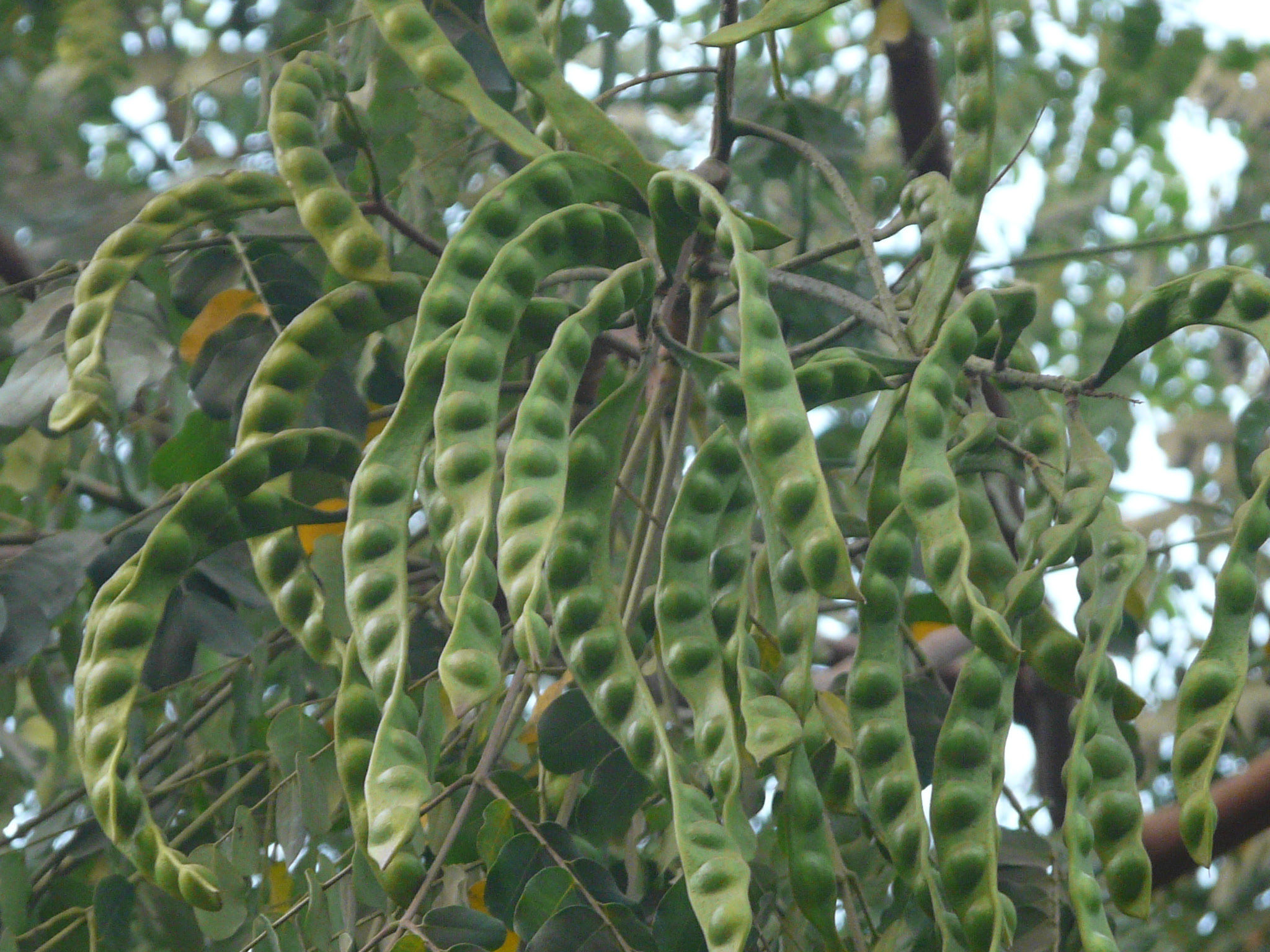 Adenanthera pavonina L.