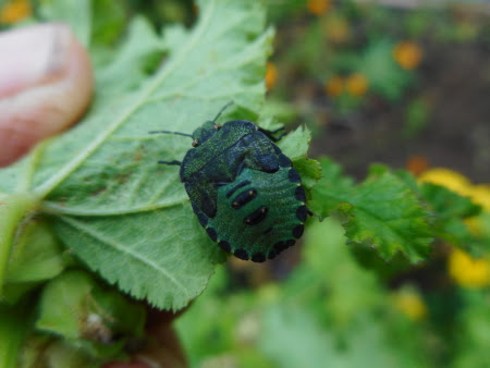 Intricately-marked, beautiful Shield Bug hiding under a leaf! Intricately-marked, beautiful Shield Bug hiding under a leaf!