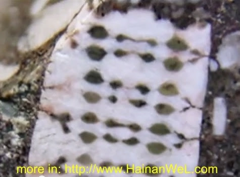 Amazing! Alien 450 Million Yr Old Chip Discovered in Russia (Stunning Videos)