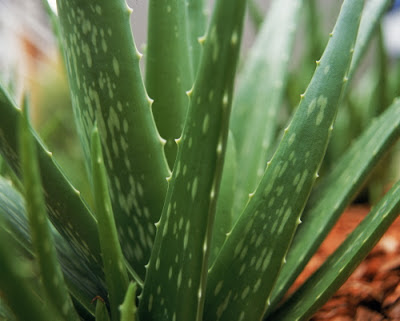 28 Must Have Medicinal Plants in Your Survival Garden (Video) 28 Must Have Medicinal Plants in Your Survival Garden (Video)