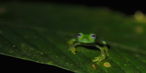 A tropical green frog on a leaf