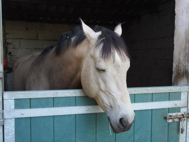 Tired horse in a barn.