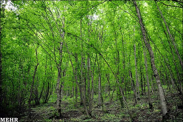 عکس جنگل های ارسباران