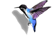 animated-bird-image-0086