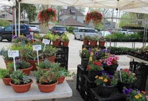You'll find all kinds of plants and veggie starts for sale. 