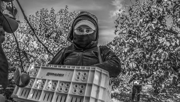 Poplar, CA 2020, Maria Madrigal picks persimmons in a field near Poplar, in the San Joaquin Valley.