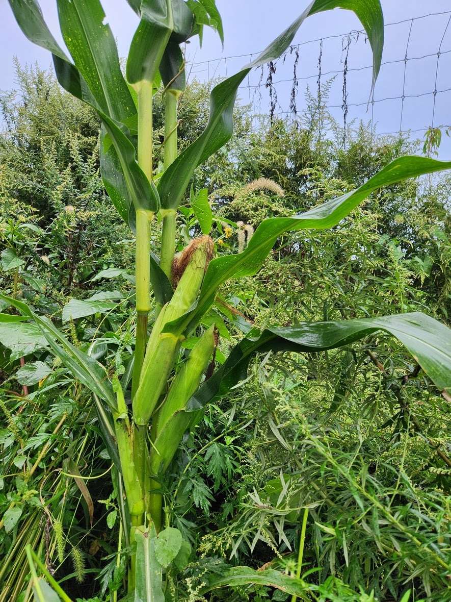 Corn among the mugwort