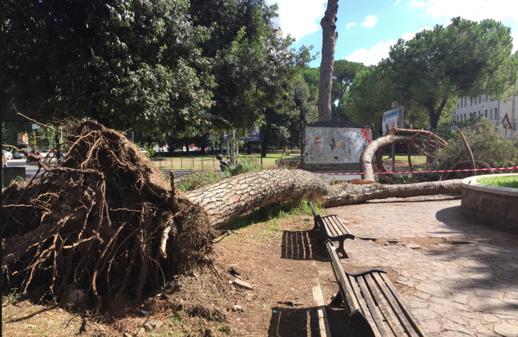 albero caduto piazza Manila settembre 2017 2