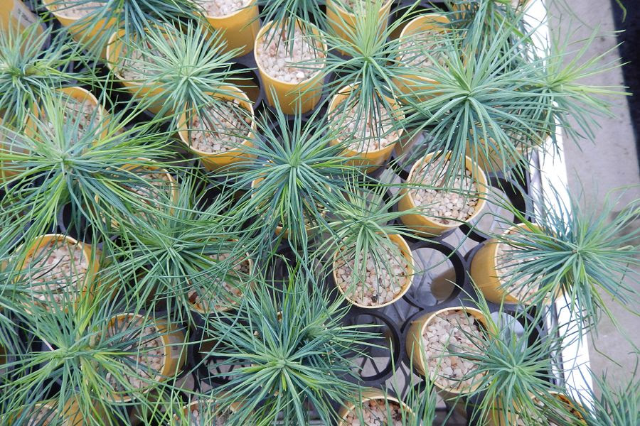 Container grown pine seedlings at a state tree nursery.  -  - Photo credit: DNR