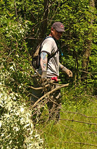 volunteer removes brush from forest