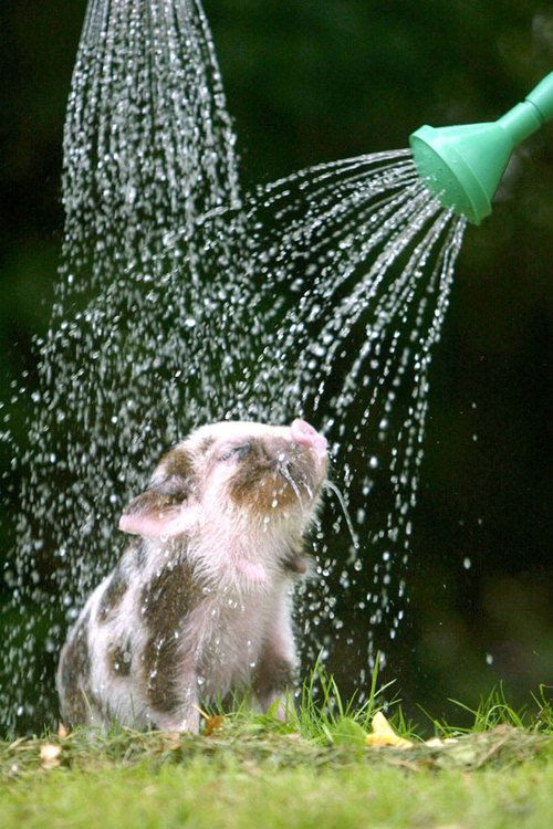 Piggy shower!