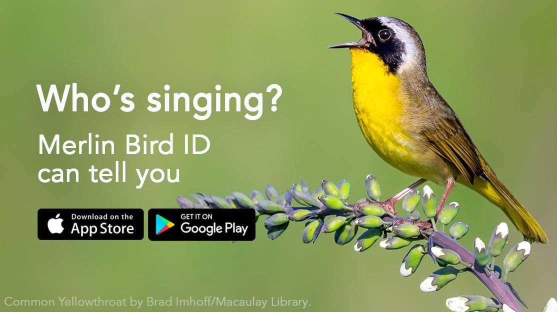 A Common Yellowthroat bird singing. Text: