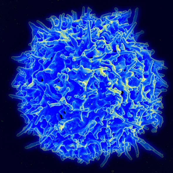 Healthy Human Tcell
