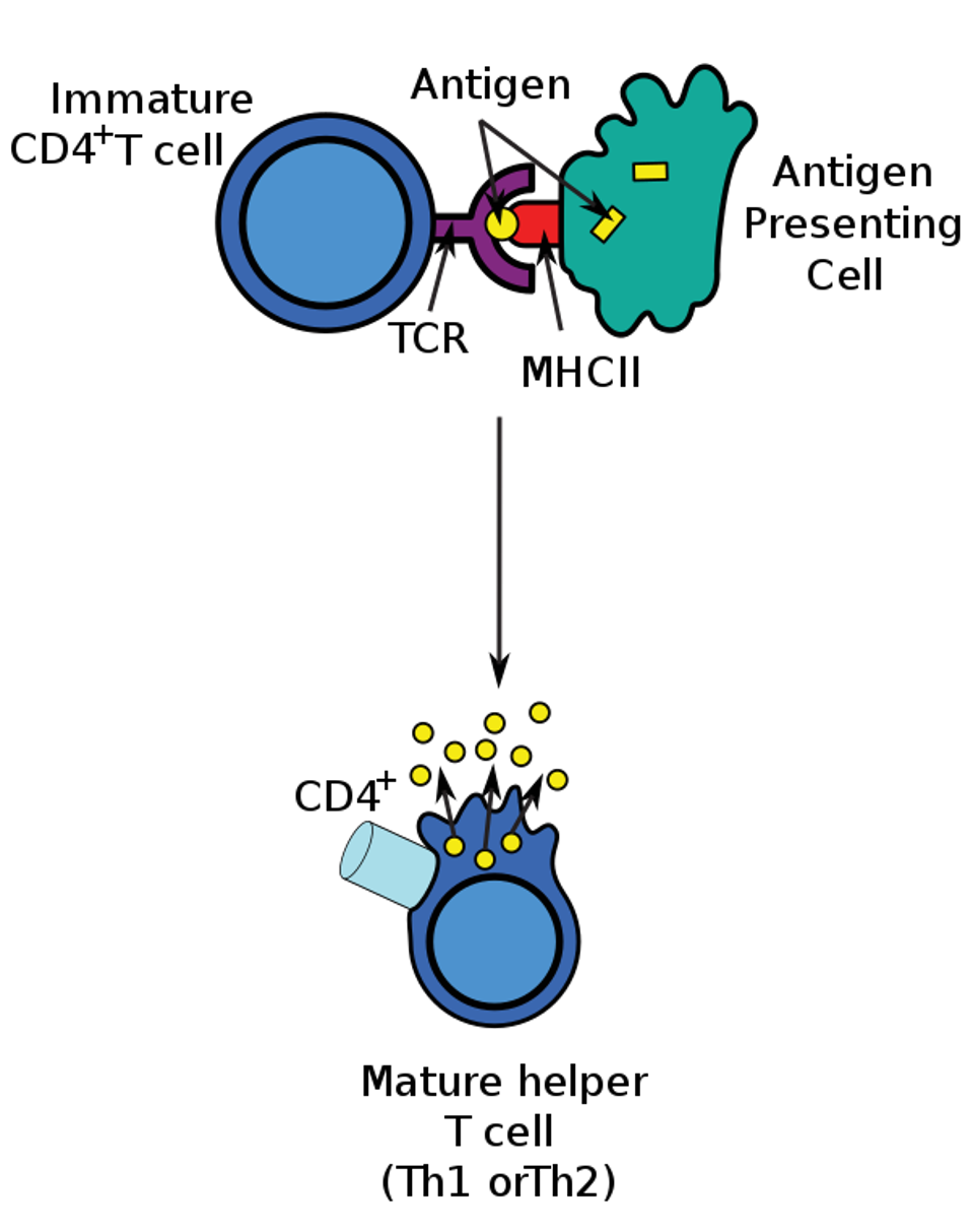 Illustrated process of T cell binding to antigens
