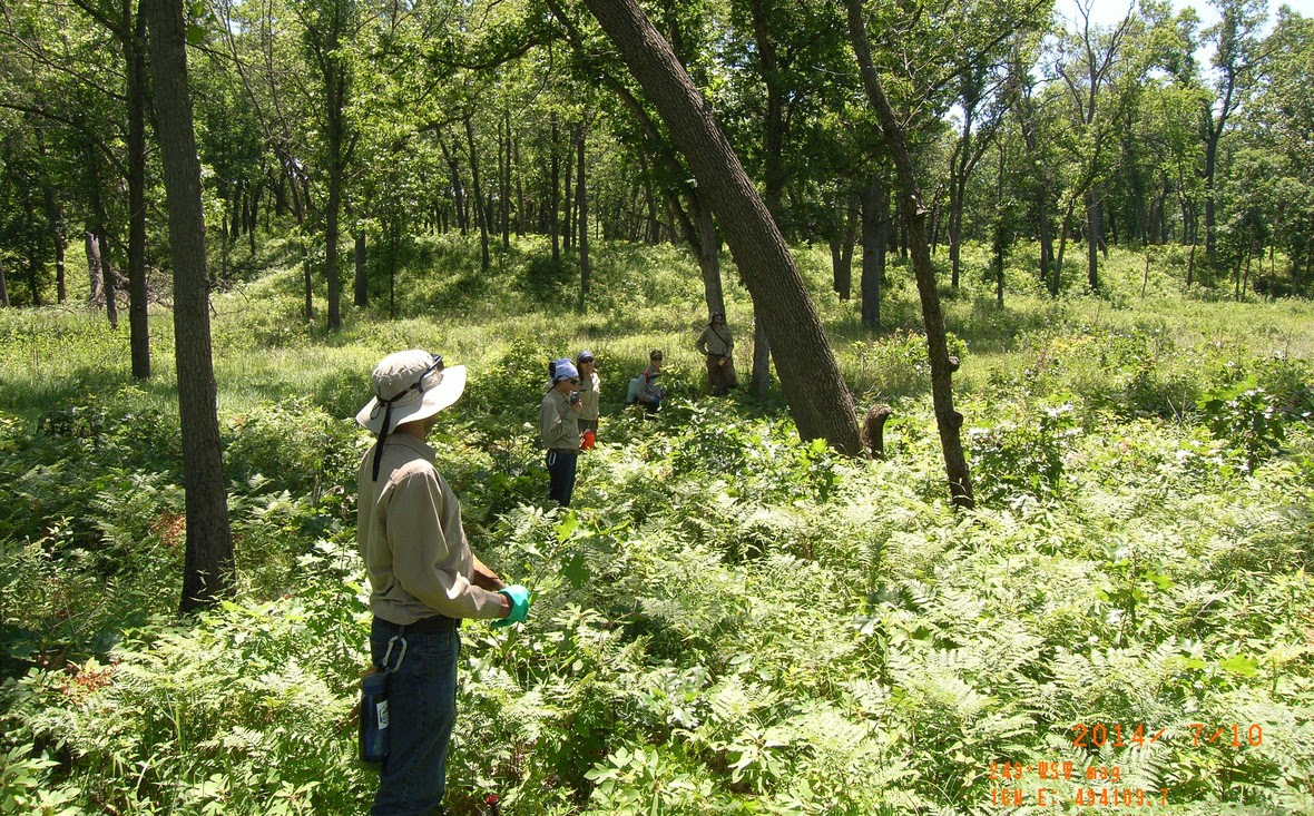 TOILING IN THE VINEYARD MEASURING THE VINES