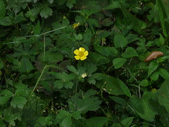 Ranunculus laetus