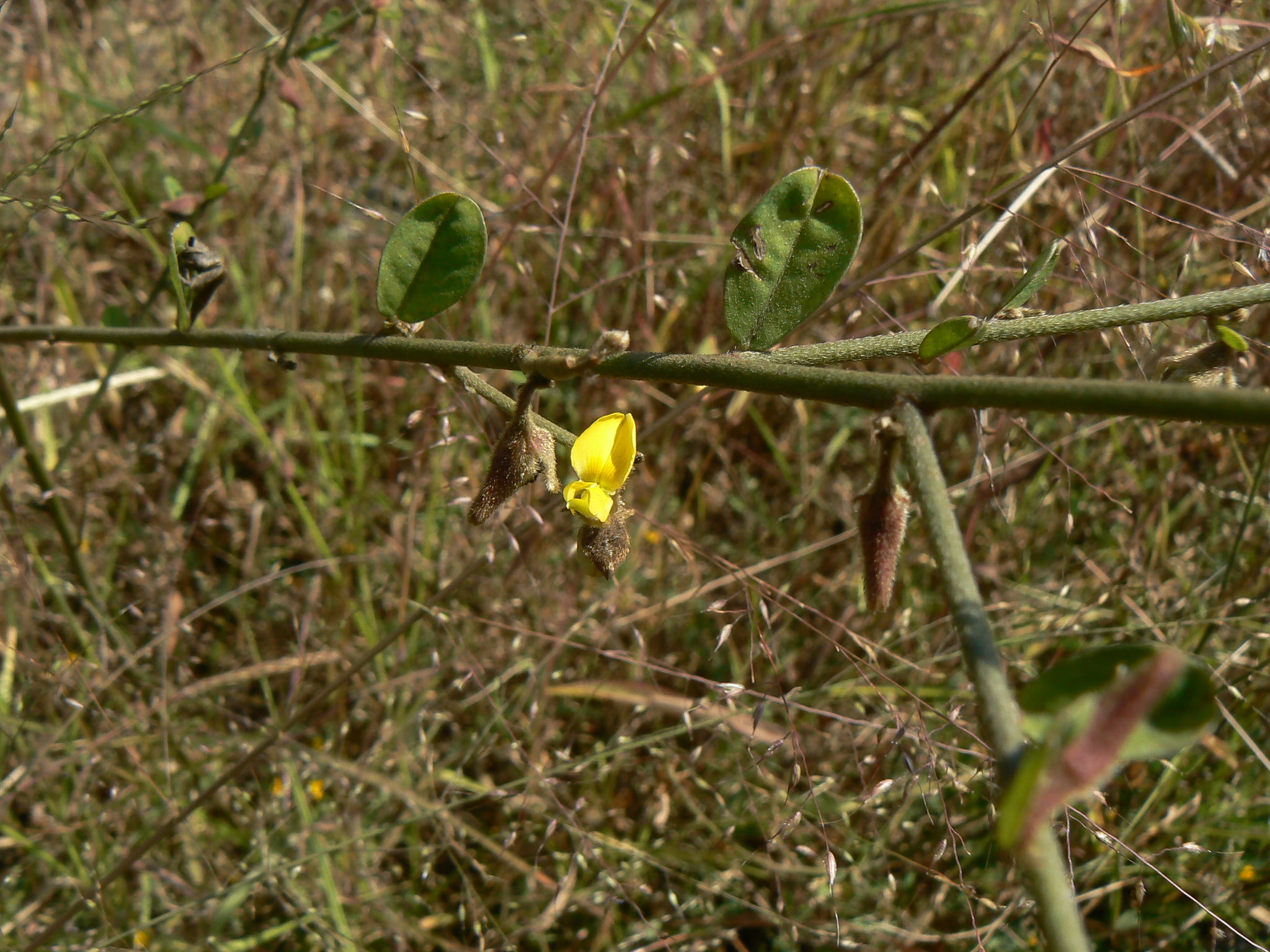 Crotalaria sp. ... FOR ID