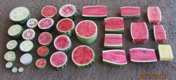 variety of watermelon types