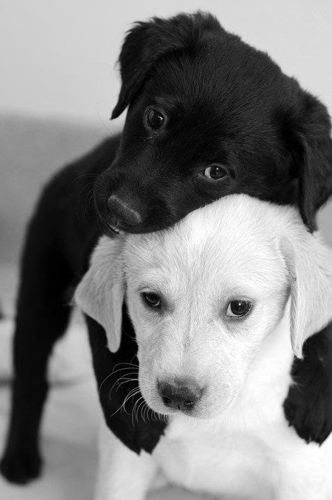 Check out these cute puppies in this compilation of funny puppy videos. Puppies are the cutest. Pug puppies, bulldog puppies, labrador puppies, and more, they Cute Baby Animals, Animals And Pets, Funny Animals, Animal Babies, Animals Photos, Funny Horses, Wild Animals, Cute Dogs And Puppies, I Love Dogs