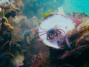 Ørsted and ARK Nature to Pioneer Marine Rewilding