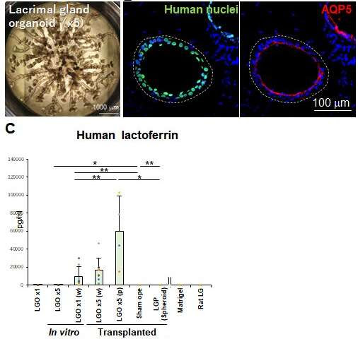 Nothing to cry about: the development of tear duct organoids