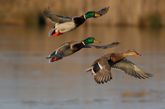 2 mallards and 1 female duck in flight