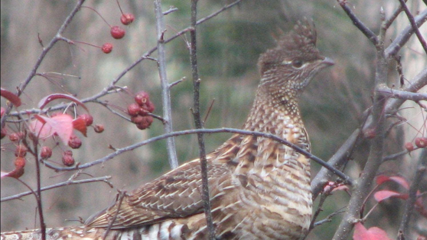 A Ruffed Grouse in the bare branches of a decorative crabapple.