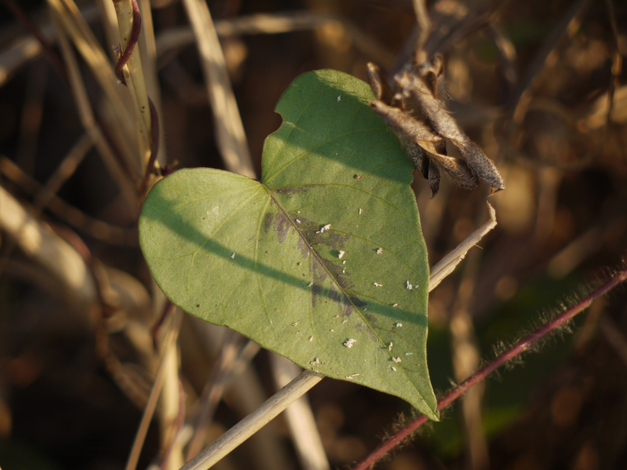 Ipomoea sagittifolia Burm.f.