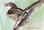 Red Backed Fairy Wren (female) ACEO - Posted on Wednesday, November 12, 2014 by Janet Graham