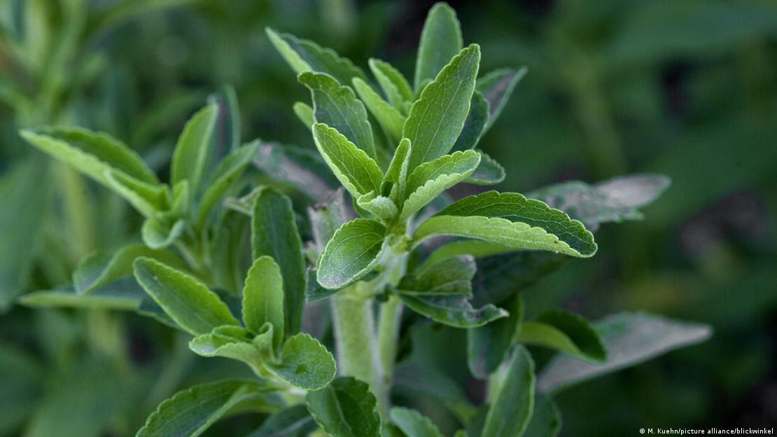 Planta Stevia rebaudiana