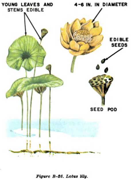 lotus lily illustration edible plants