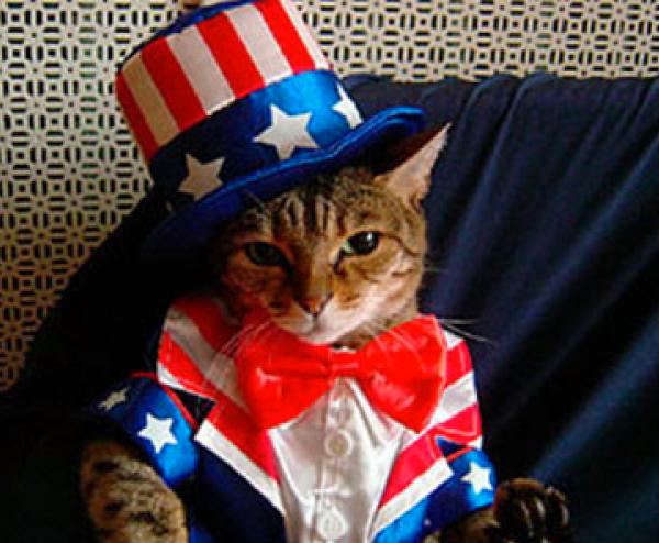 Patriotic cat