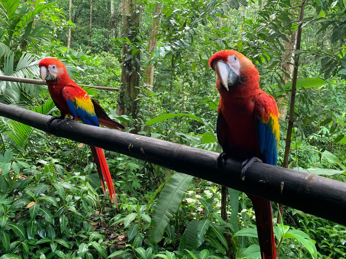 Two young macaws stand on bamboo bridge in rainforest, looking at camera