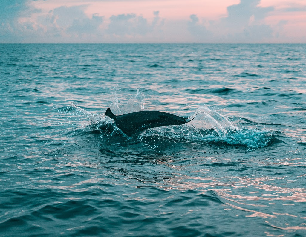 Treasure Island Marina Dolphin Tours Dolphin & Snorkeling