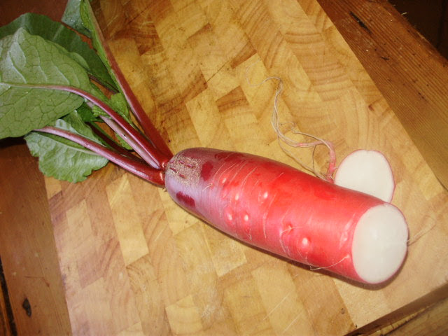 The leaves of radish Pink Dragon are also tender & tasty enough for salads The leaves of radish Pink Dragon are also tender & tasty enough for salads
