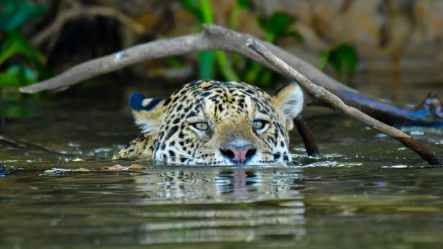 Duas onças e outros 18 animais foram envenenados no Pantanal, diz PF