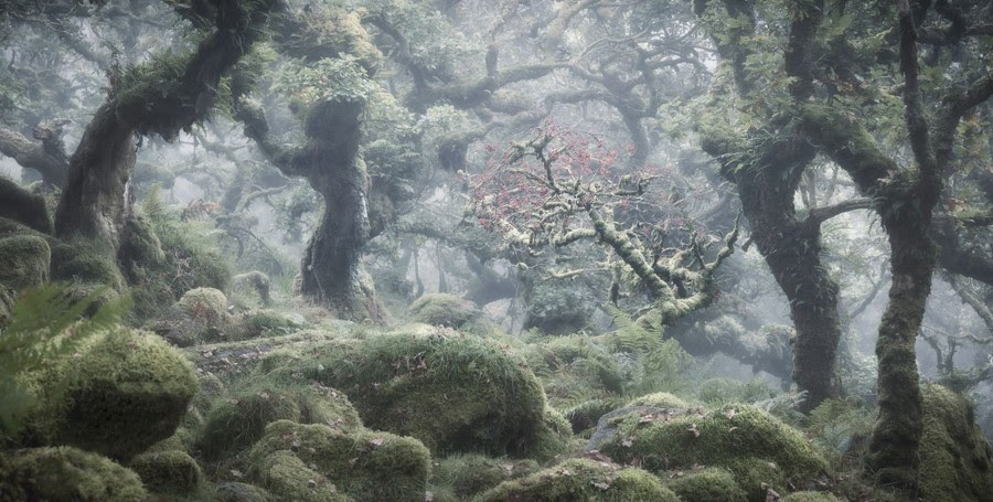 Moss-covered trees with thick and twisting trunks stand in the mist amid overgrown boulders.