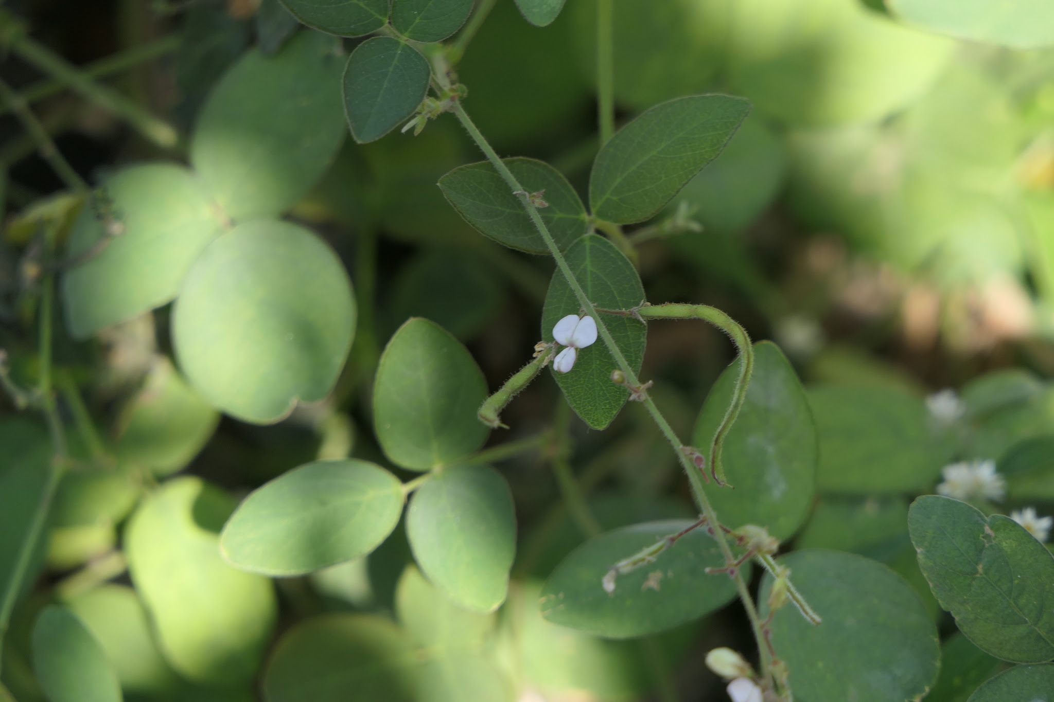 Desmodium scorpiurus (Sw.) Poir.