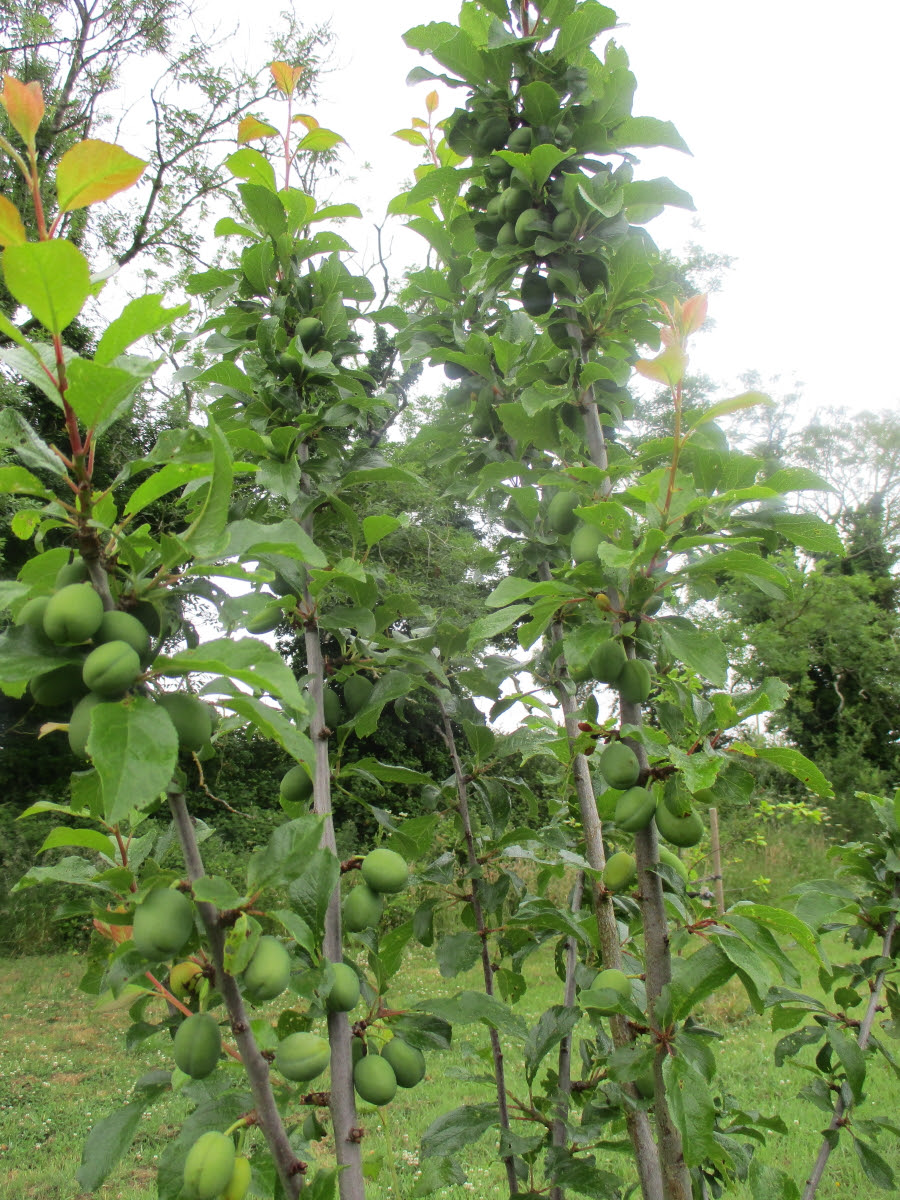 Self-pollinating plum 'Guinevere' planted last year has set a great crop having luckily just missed the severe frost