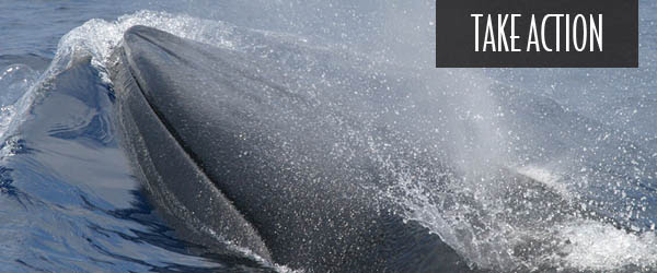 Rice's whale.