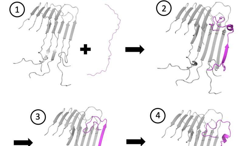 Docking peptides, slow to lock, open possible path to treat Alzheimer’s