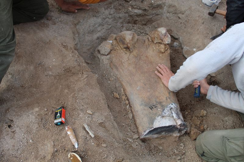 Un paleontólogo trabaja en una excavación de huesos y restos que pertenecieron al "Chucarosaurus Diripienda", una nueva especie de dinosaurio herbívoro gigante de cuello largo, en la Reserva Natural Pueblo Blanco, en Río Negro (Nicolás Chimento/Museo Argentino de Ciencias Naturales/Handout via REUTERS )