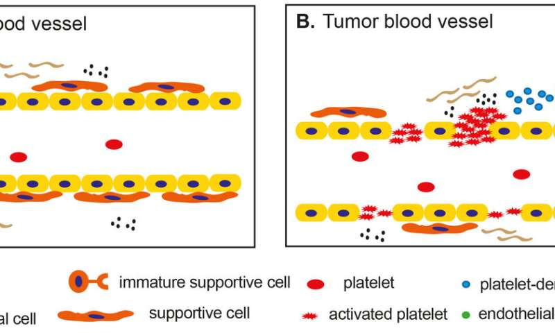 Novel function of platelets in tumor blood vessels found