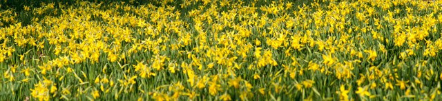 Image of daffodils along the Great Broad Walk Borders