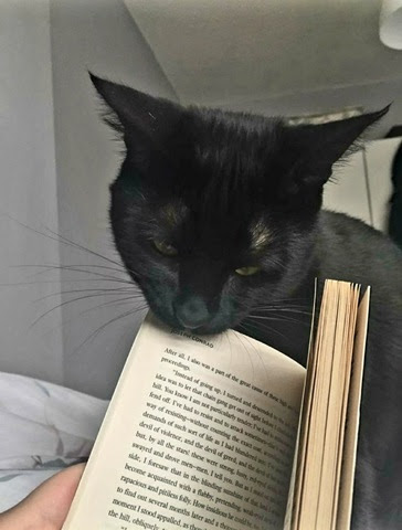 Read-cat-book-might-like