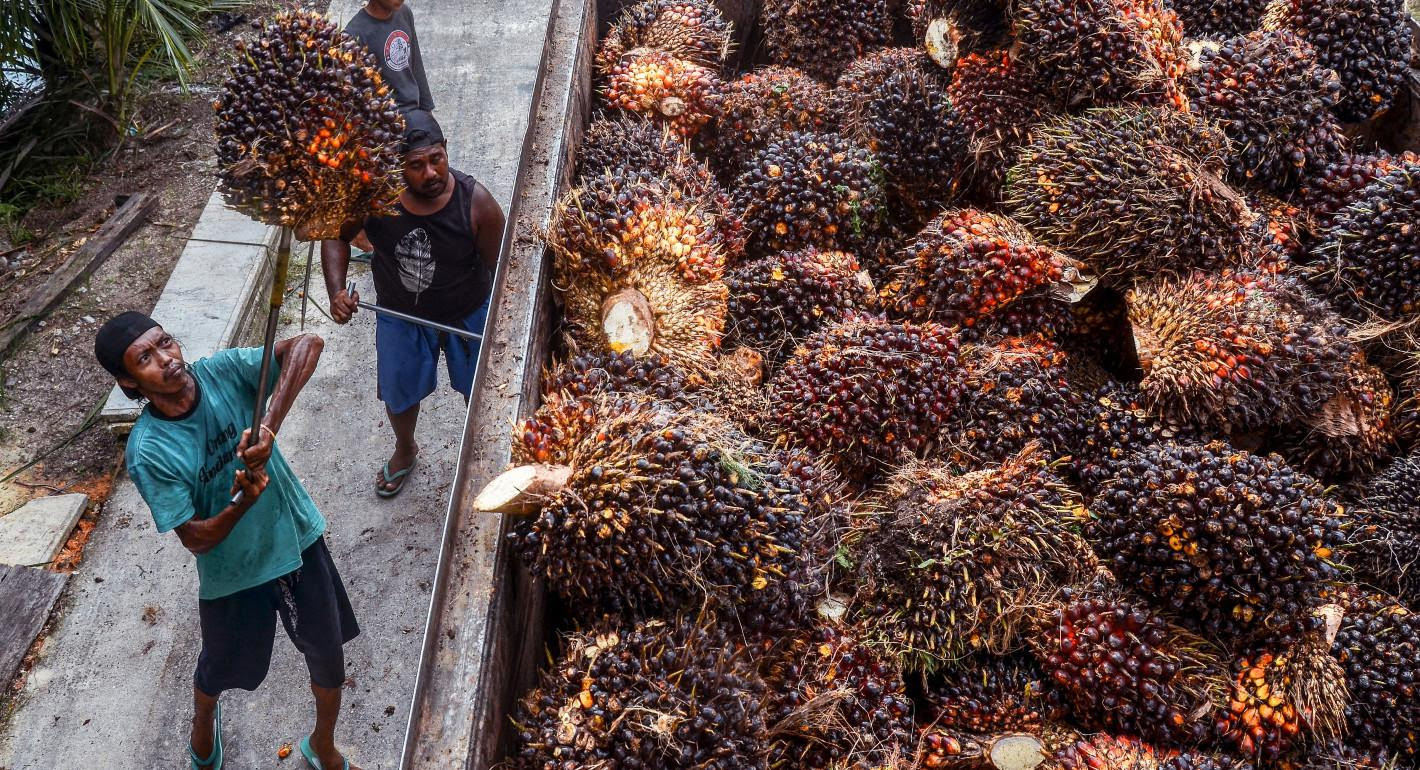 Why Indonesia’s Palm Oil Export Ban Could Backfire