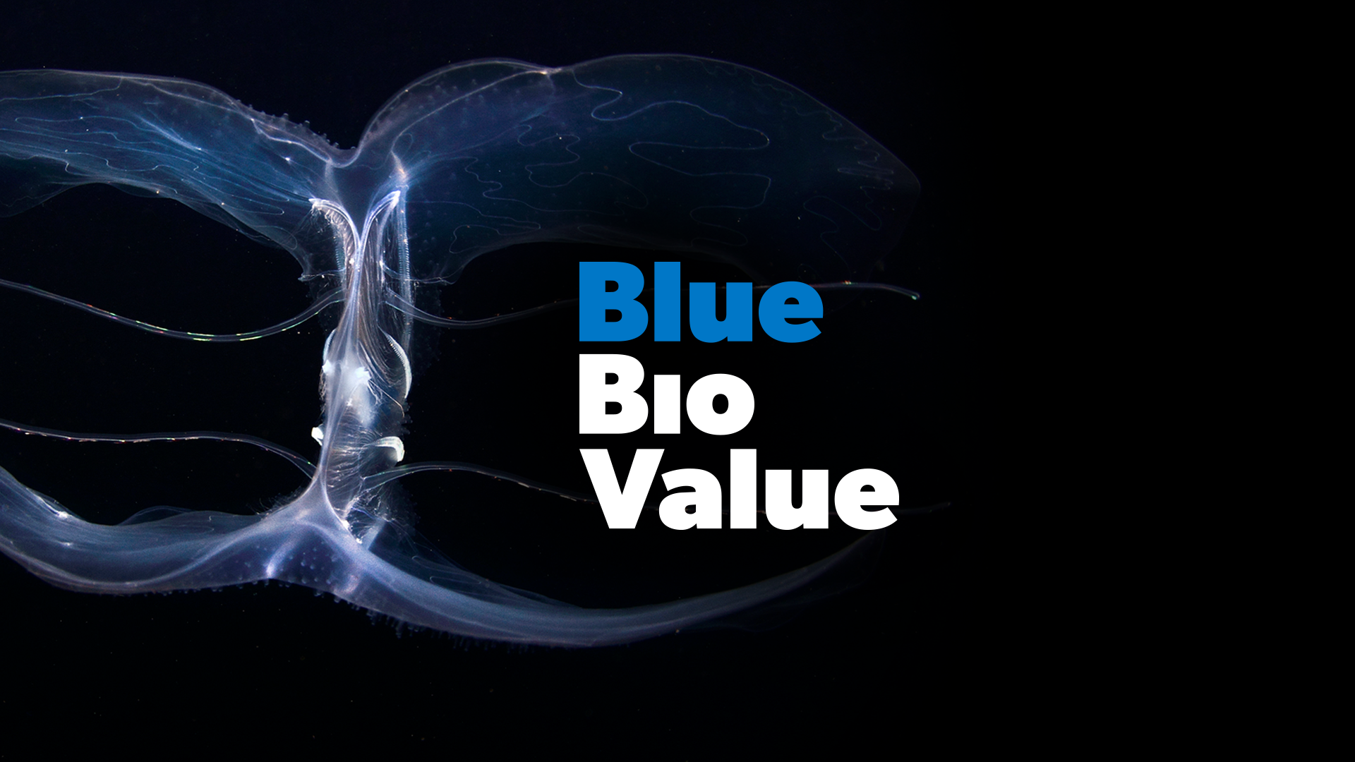 Blue value. Bluebird Bio. Its all Blue.