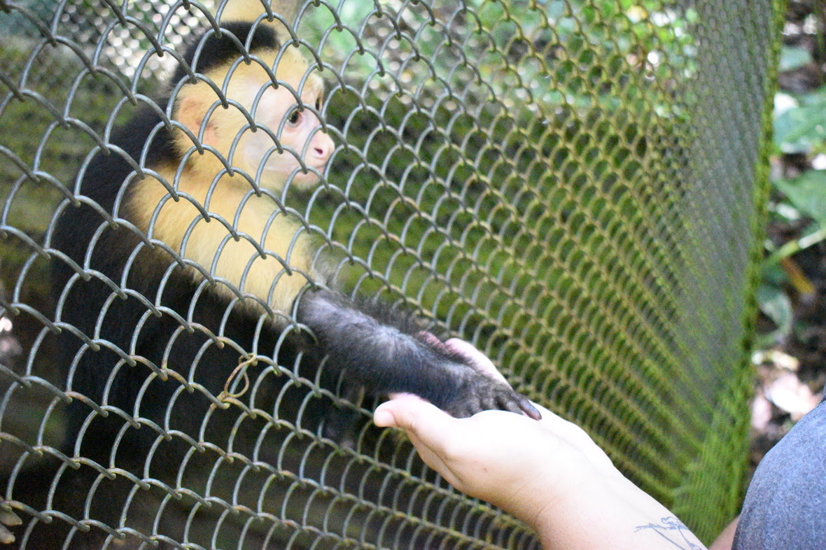 Capuchin monkey giving caregiver "hand" through fencing during training