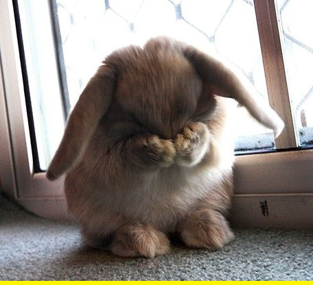An Embarrassed Bunny Embarrassed-bun.151042